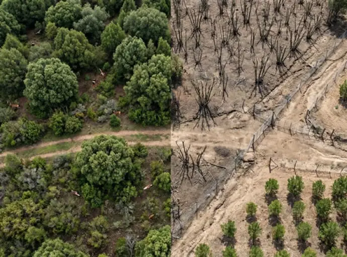 vista comparativa monte virgen monte repoblado thumbnail