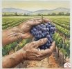 El vino de Rioja y Ribera de Duero muy rico: Pero no olvidemos por qué deberías beber vinos de uvas que casi se extinguen
