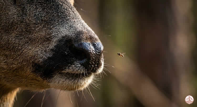 nariz de corzo con mosca